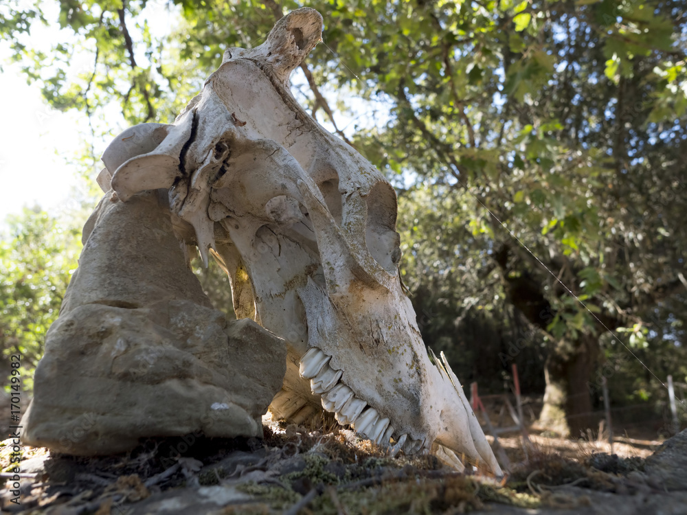 Obraz premium scheletro animale