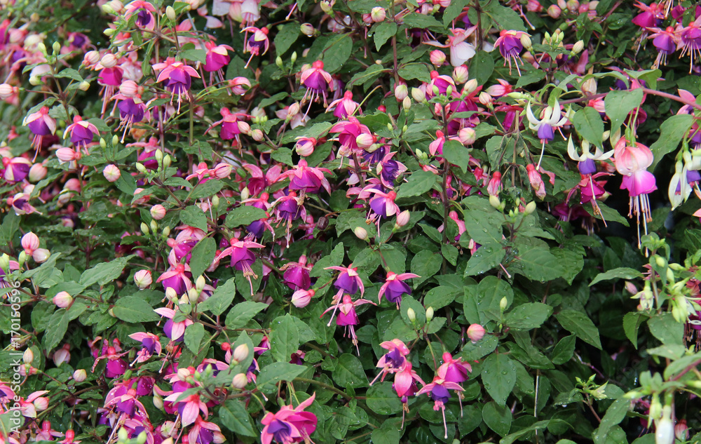 A Beautiful Floral Background of Purple Fuscia Flowers. A Beautiful Floral Background of Purple Fuscia Flowers.