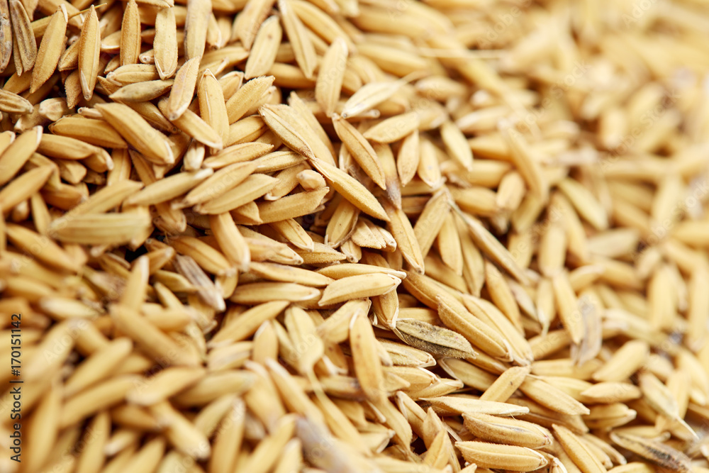 Rice seed background & Texture Rice seed background & Texture