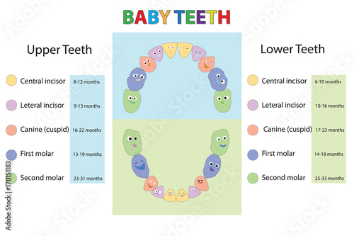 Children Teeth anatomy. Dental Teeth Chart. Dental titles of every milk tooth - baby first teeth