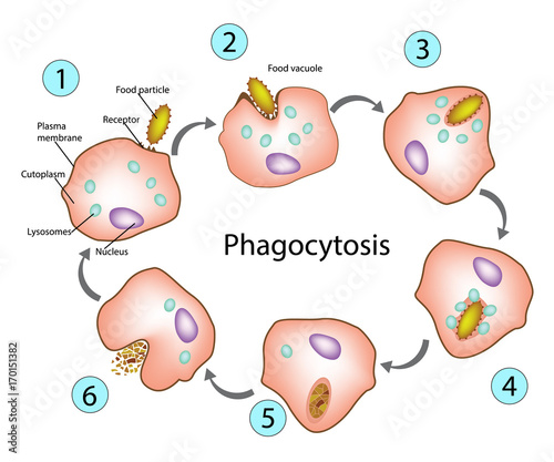 Phagocytosis. photo