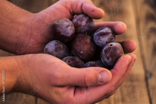 hands of a man with plums photo