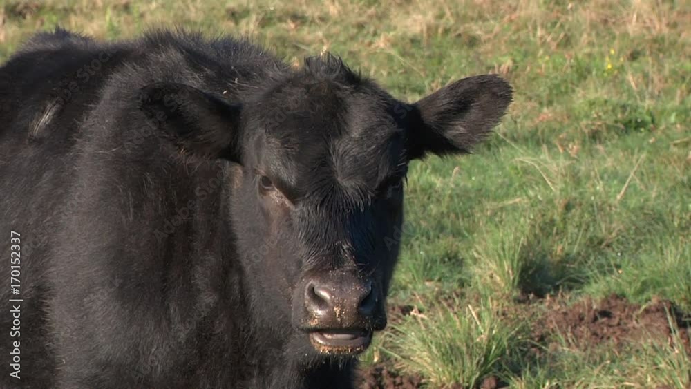Angus Angus
