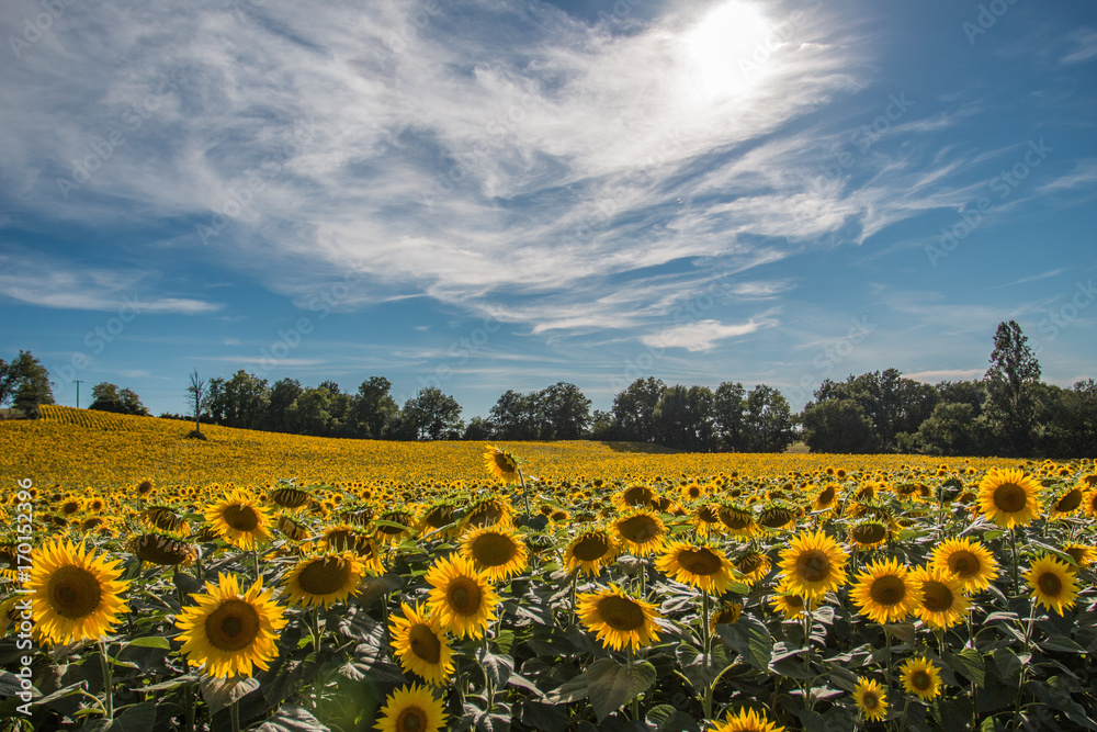 Obraz premium Champ de tournesols