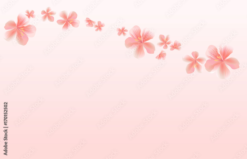 Flying Pink Sakura flowers isolated on Pink gradient background. Apple-tree flowers. Cherry blossom. Vector