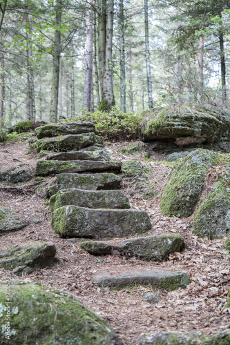 Magic stairs in the forest