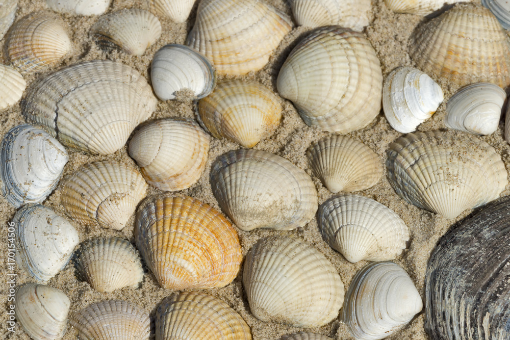 Muscheln Muscheln