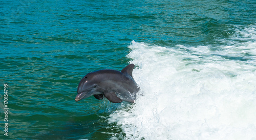 Dolphin playing in the wake