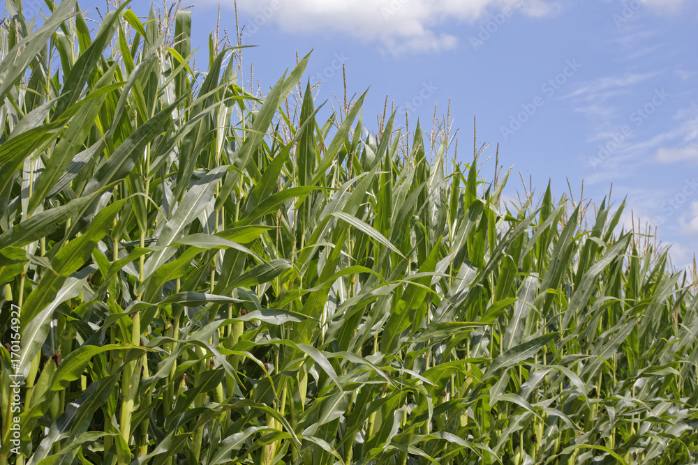 cornfield cornfield
