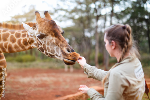 Young woman feeding giraffe in Africa