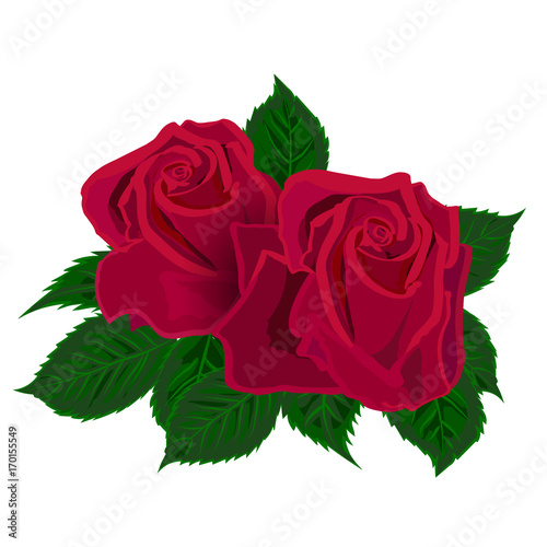 Two Red roses on white background.