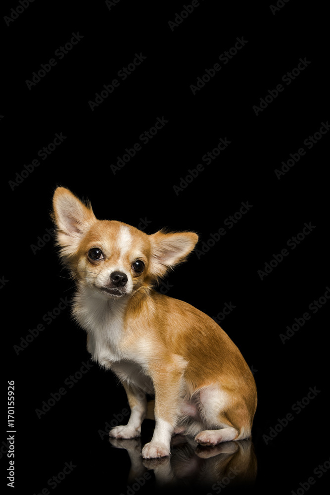 Chihuahua brown dog sitting with black background