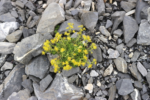 Blume im Geröll