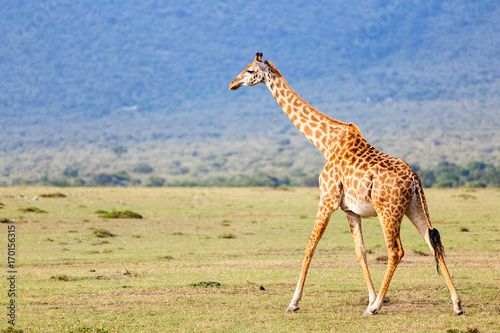 Giraffe in safari park