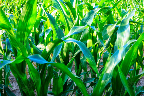 Young green corn leaves in early summer