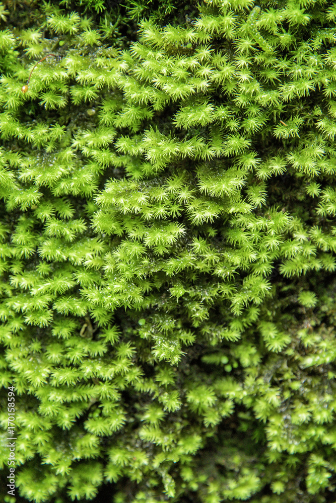 Green mos background,Stone With Green Mos, Green mos background,Stone With Green Mos,