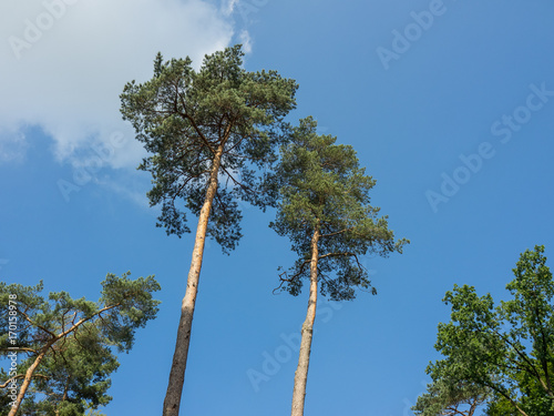 Bad Lippspringe im Sommer photo