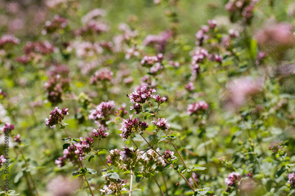 Oregano_Copyright:Katrin Schuetzenauer, Gartenstrawanzerin Oregano_Copyright:Katrin Schuetzenauer, Gartenstrawanzerin