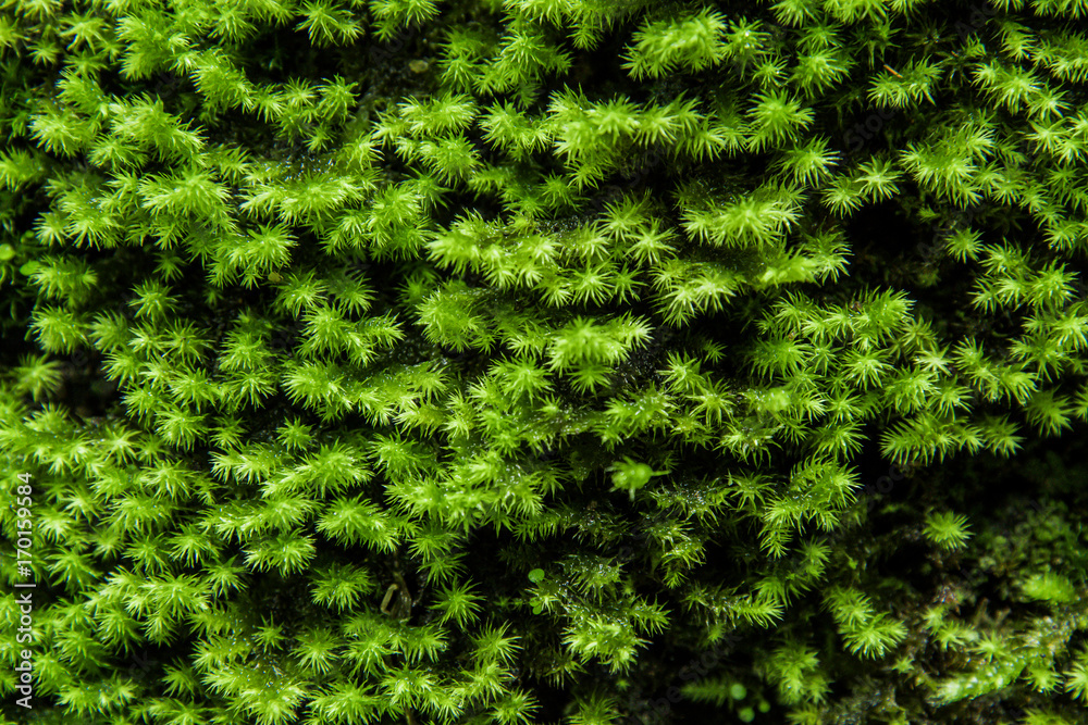 Green mos background,Stone With Green Mos, Green mos background,Stone With Green Mos,