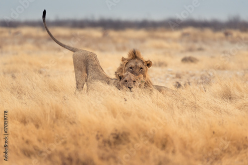 Lions Playing in the Morning