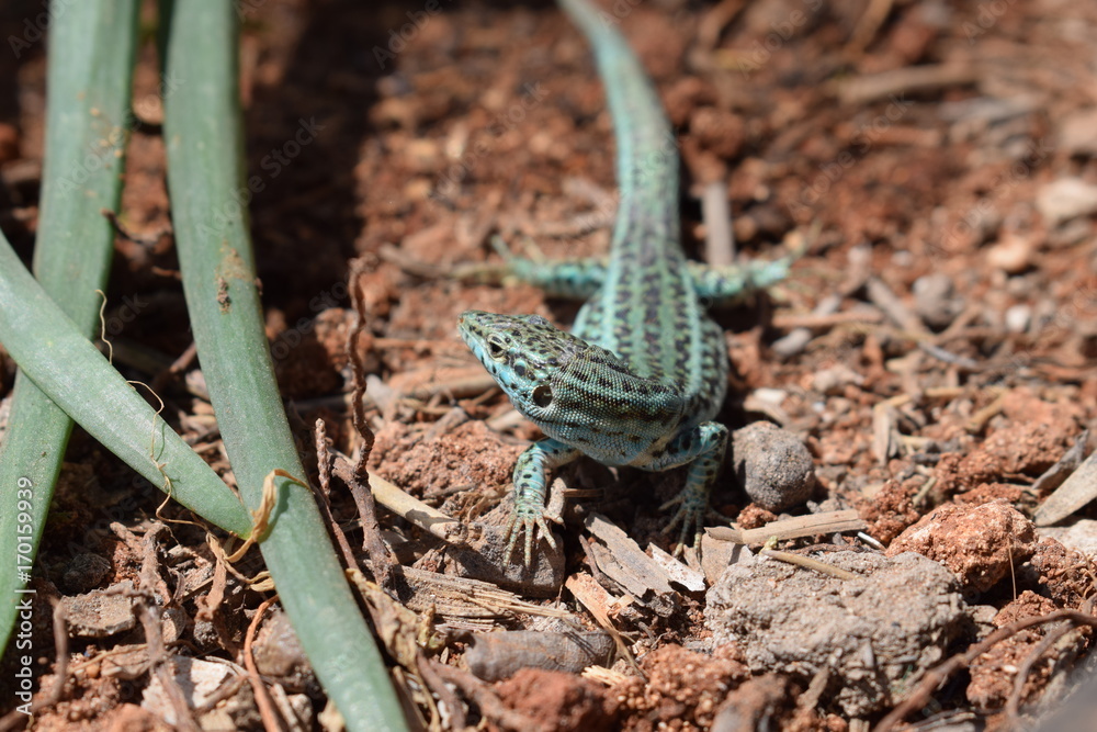 Fototapeta premium Formentera wall lizard