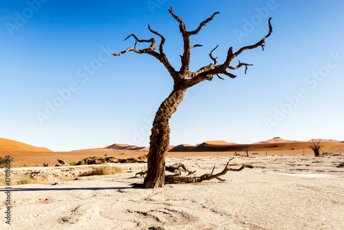 Dead Vlei near Sesriem in Namibia