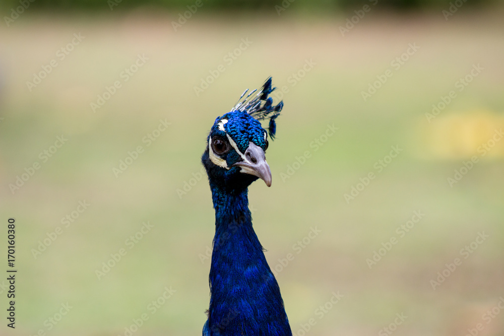 Naklejka premium Peacock