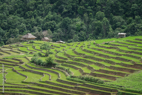 Terraced Paddy Field in Mae-Jam Village   Chiang Mai Province  