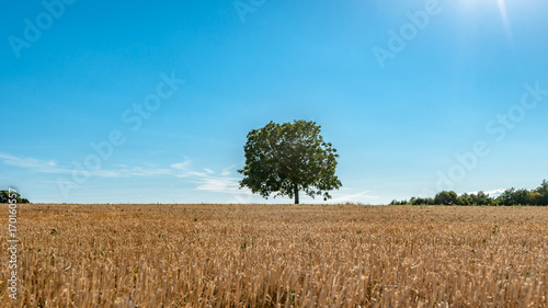 Agriculture landscape with a burning shining sun over the dry fields
