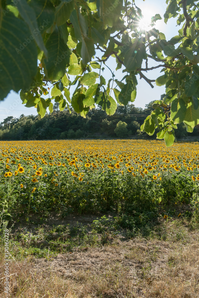 Achiculture field with sunflower in the summer sun