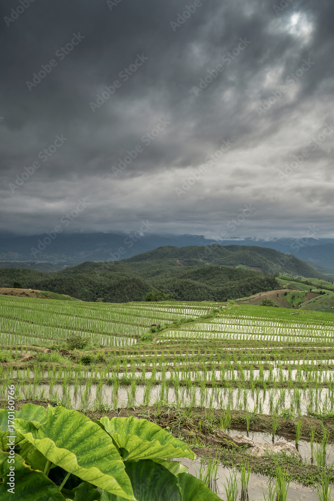 Terraced Paddy Field in Mae-Jam Village , Chiang Mai Province ,