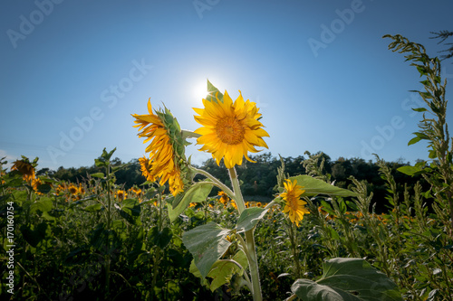 Fototapeta Naklejka Na Ścianę i Meble -  Achiculture field with sunflower in the summer sun