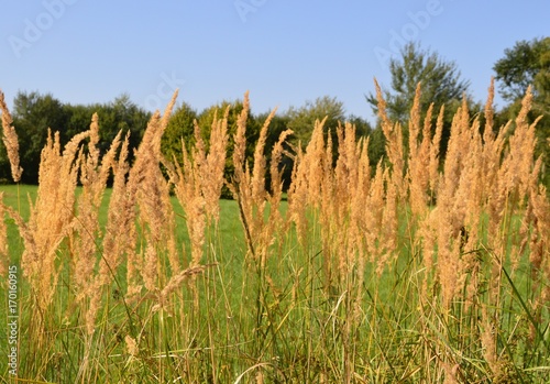 Gräser leuchten in der Sonne