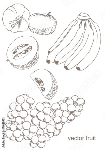 Vector Illustration of Hand Drawn Fruits
