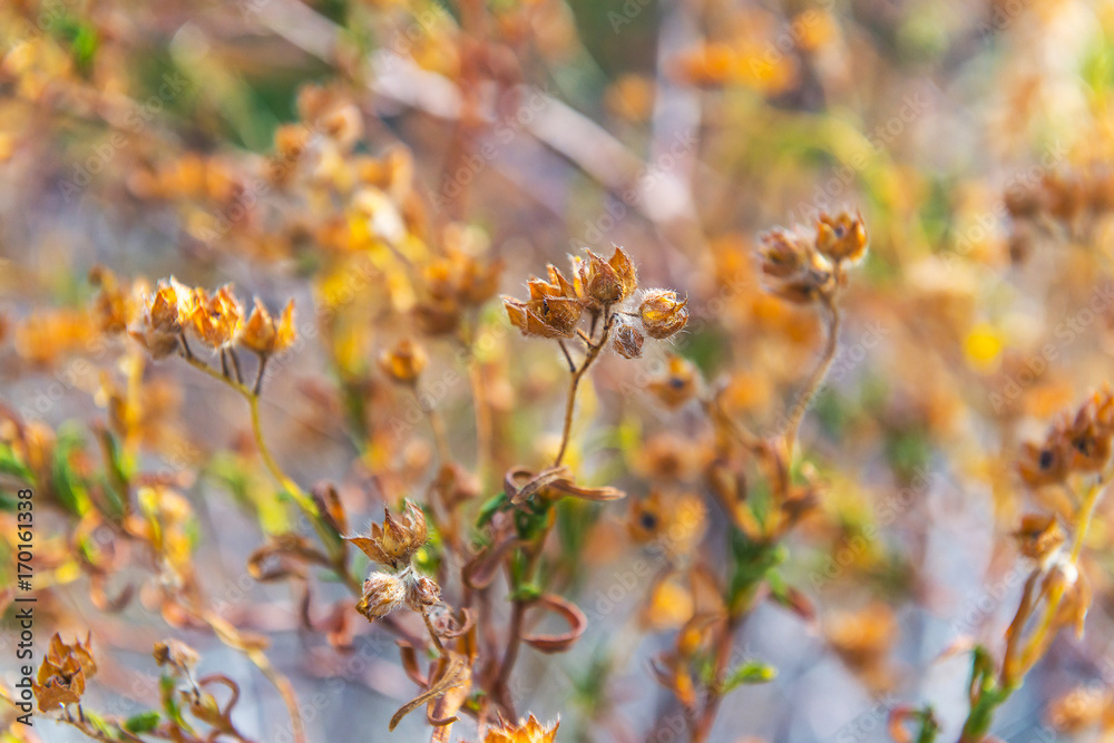 Image of golden yellow and dry wild flowers on the morning sun Image of golden yellow and dry wild flowers on the morning sun