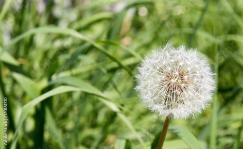 Dandelion seeds