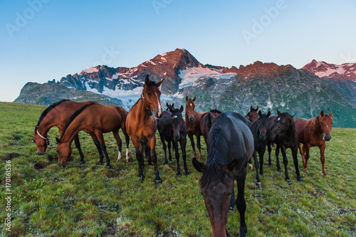 The beautiful summer landscape with horses in Arkhyz, Russia