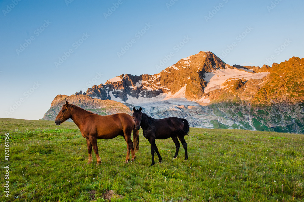 The beautiful summer landscape with horses in Arkhyz, Russia