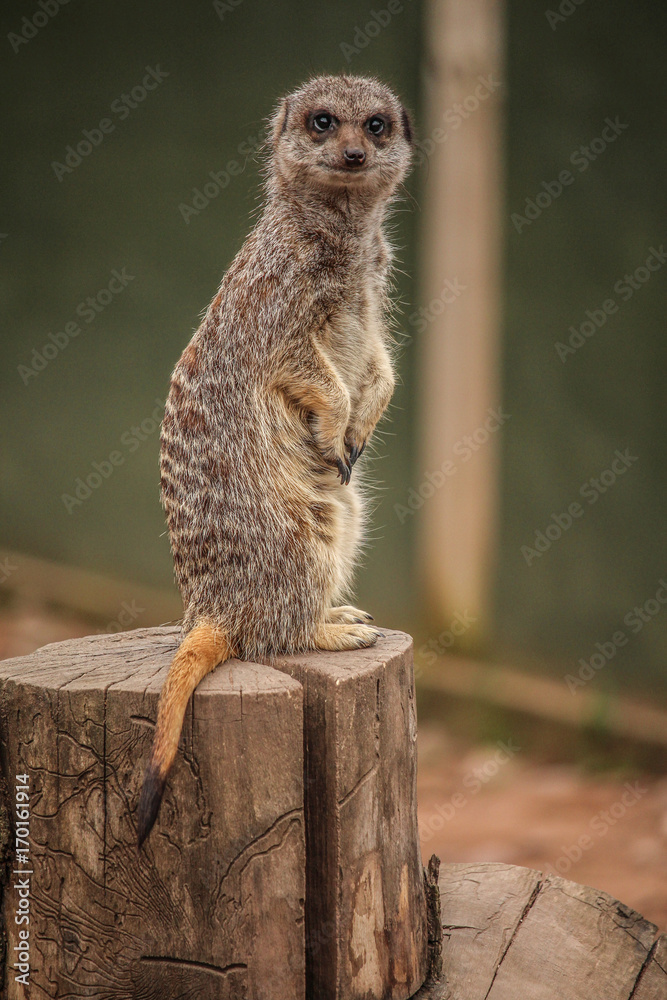 Fototapeta premium Meercat