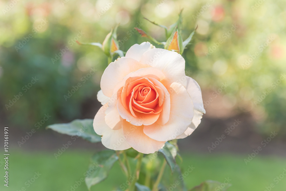 Close up of peach rose blooming in summer garden Close up of peach rose blooming in summer garden