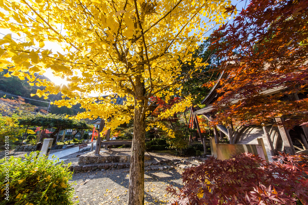 Naklejka premium 晩秋