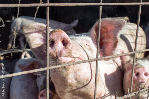 Piglet is waiting for food in pork stall.Pig portrait.