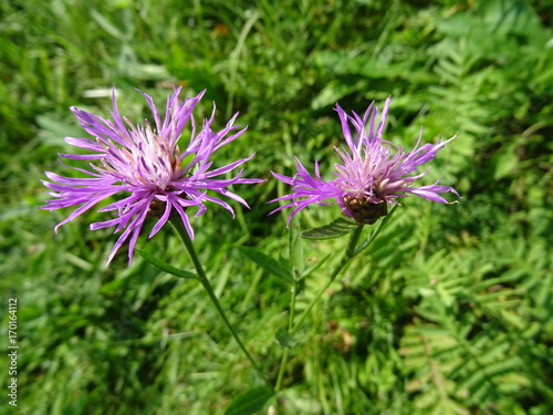 Wiesenflockenblume