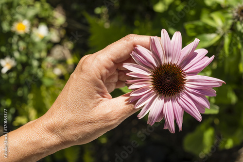 Woman hand holding a pink flower.