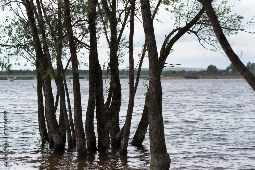 Spring flooding on the river - waterlogged trees Spring flooding on the river - waterlogged trees