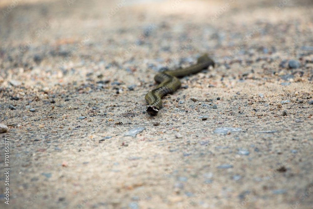 Poisonous snake Viper in gray color with rhombuses, creeps along the forest road Poisonous snake Viper in gray color with rhombuses, creeps along the forest road