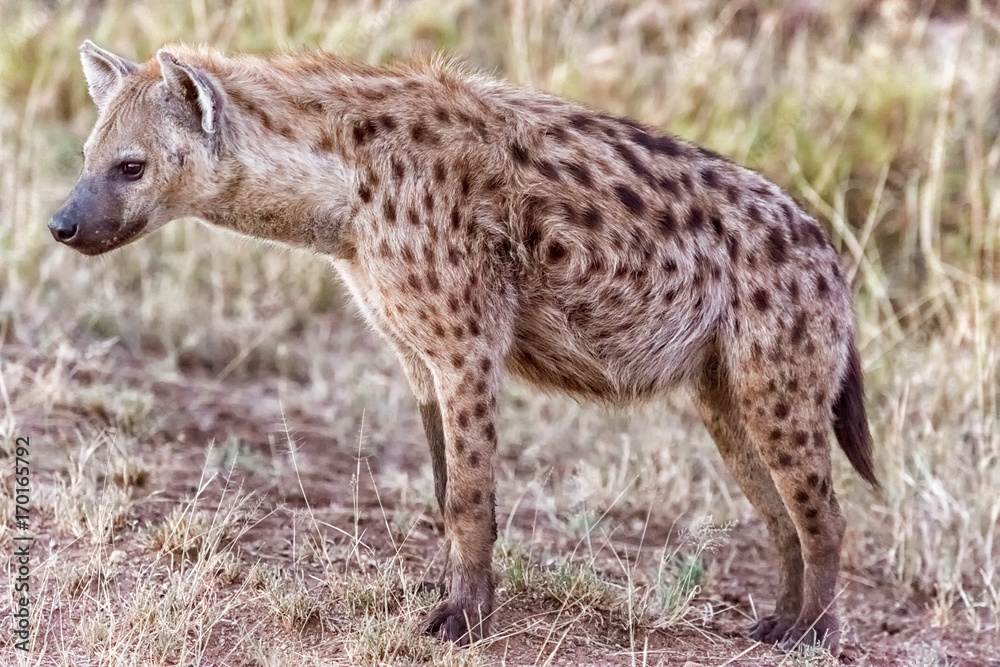 Hyena in Serengeti National Park, Tanzania. Hyena in Serengeti National Park, Tanzania.