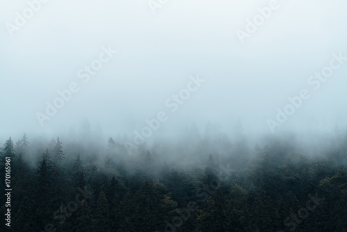 Foggy landscape