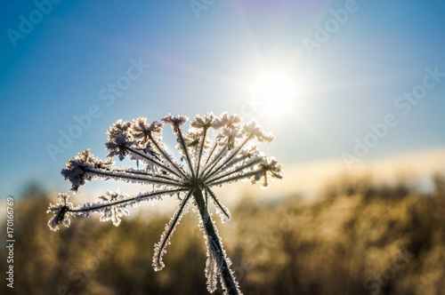 Plants stiff with frost. Nature in winter. The concept of freezing. © sablinstanislav