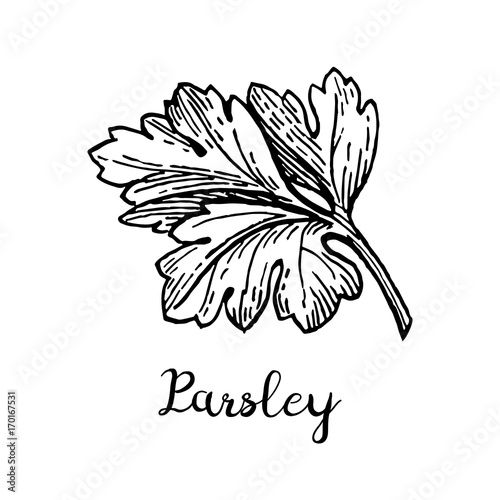 Parsley ink sketch